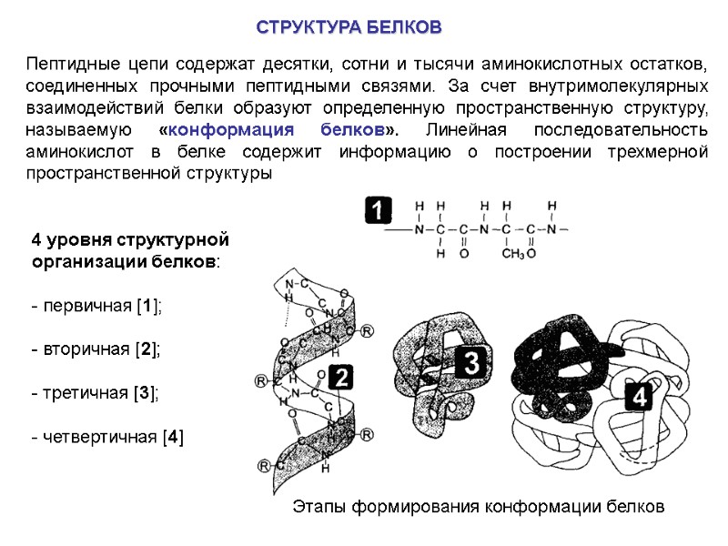 СТРУКТУРА БЕЛКОВ  Пептидные цепи содержат десятки, сотни и тысячи аминокислотных остатков, соединенных прочными